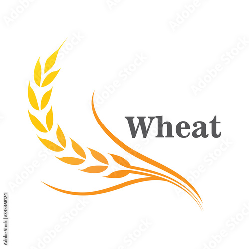 Agriculture wheat logo or symbol icon design illustration