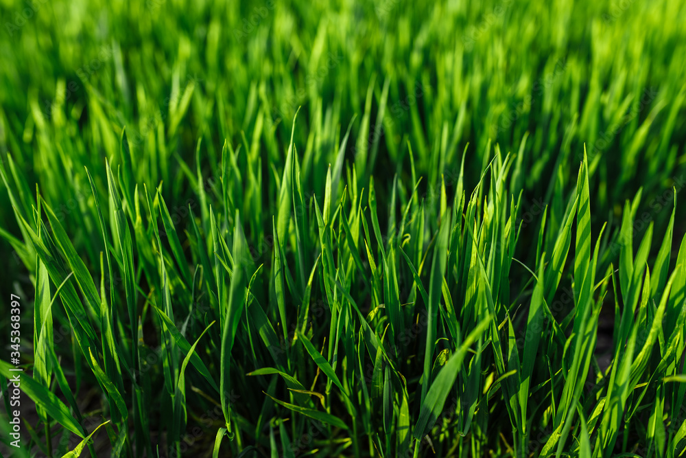 green grass on green background. Green field green grass on green background. Green field