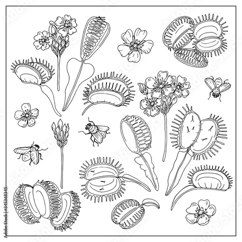 Dionaea muscipula hand draw vector st