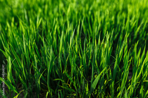 green grass on green background. Green field