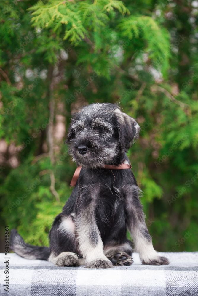 Dog, puppy, cute puppy, schnauzer, mittelschnauzer, german dog, schnauzer puppy, cute schnauzers, small dog, portrait of a dog, photograph of dogs Dog, puppy, cute puppy, schnauzer, mittelschnauzer, german dog, schnauzer puppy, cute schnauzers, small dog, portrait of a dog, photograph of dogs