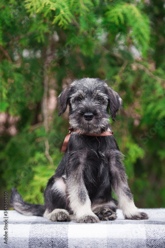 Wallpaper Mural Dog, puppy, cute puppy, schnauzer, mittelschnauzer, german dog, schnauzer puppy, cute schnauzers, small dog, portrait of a dog, photograph of dogs Torontodigital.ca
