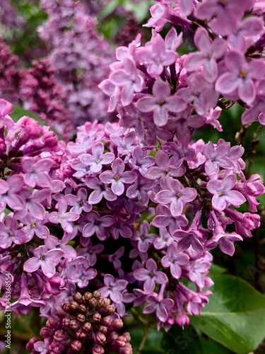 pink flowers in the garden