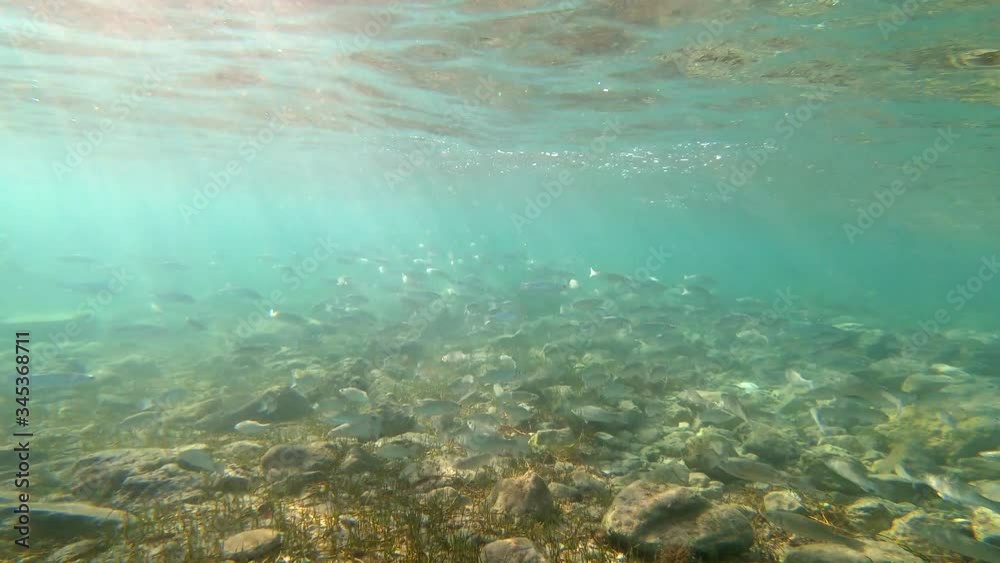 underwater scene with rocks reef and fishes underwater scene with rocks reef and fishes