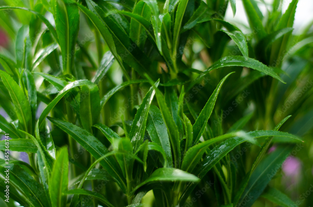 Obraz premium green grass in the wind