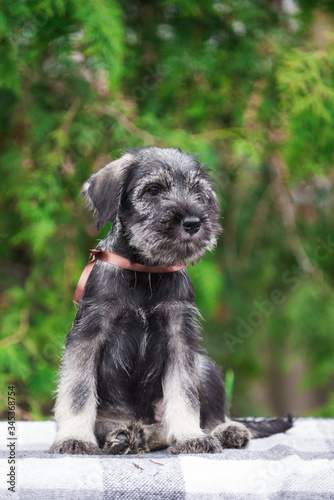 Wallpaper Mural Dog, puppy, cute puppy, schnauzer, mittelschnauzer, german dog, schnauzer puppy, cute schnauzers, small dog, portrait of a dog, photograph of dogs Torontodigital.ca