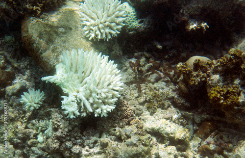 Bleaching corals in Seychelles