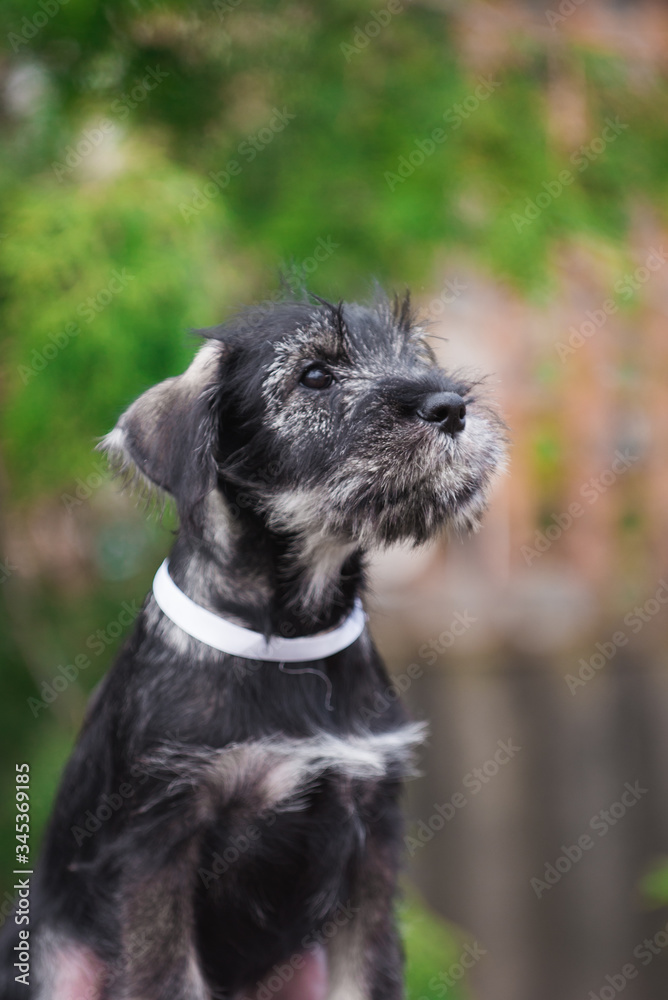 Dog, puppy, cute puppy, schnauzer, mittelschnauzer, german dog, schnauzer puppy, cute schnauzers, small dog, portrait of a dog, photograph of dogs