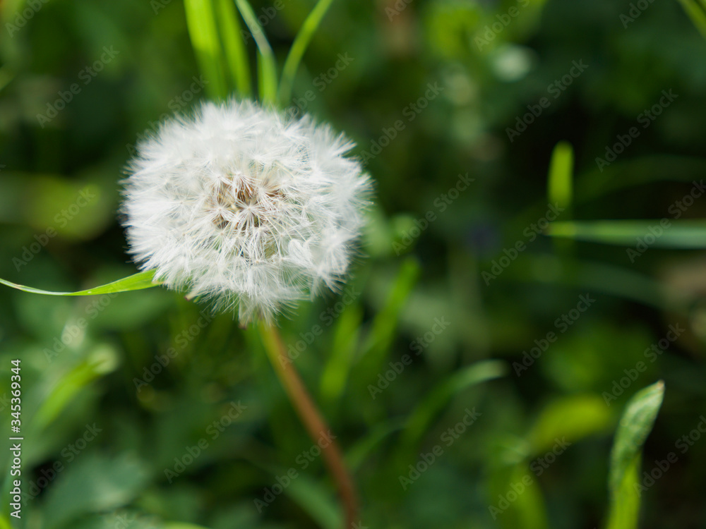 dandelion on green