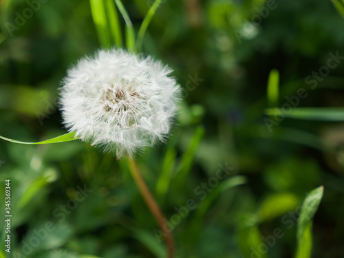 dandelion on green