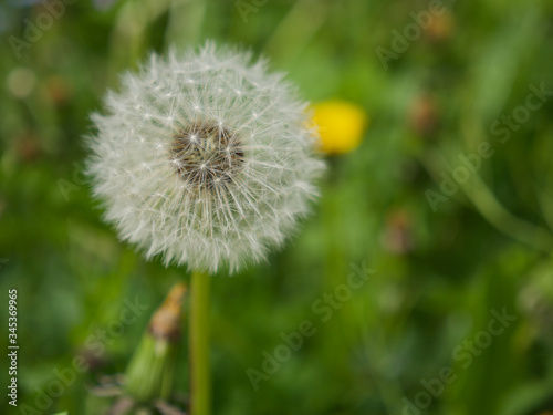 dandelion in the grass