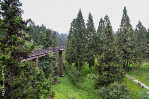 The wood and steel sky walkway is beautiful view of tree on nature graden in alishan national park at taiwan.