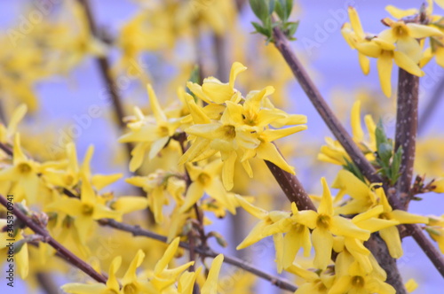 yellow spring flowers