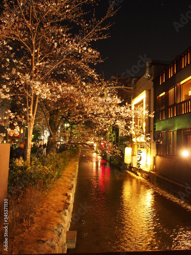 Fototapeta Naklejka Na Ścianę i Meble -  Night View of Sakura in Kyoto