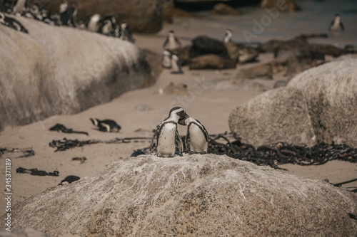 A close up of a pair penguins standing on the stone in Africa