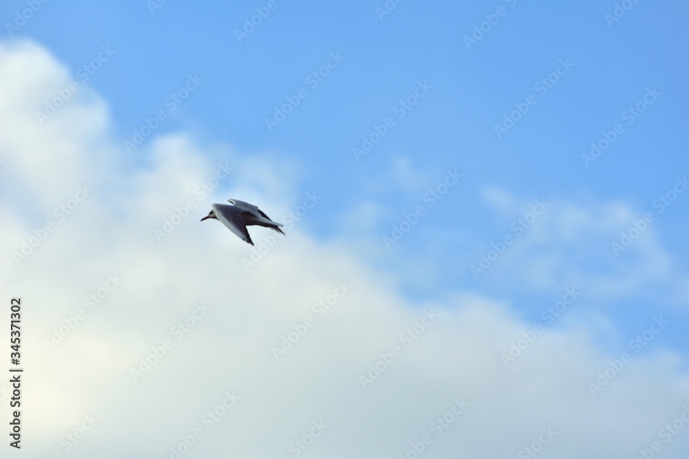 Fototapeta premium seagull flying in the sky over the ocean and lake