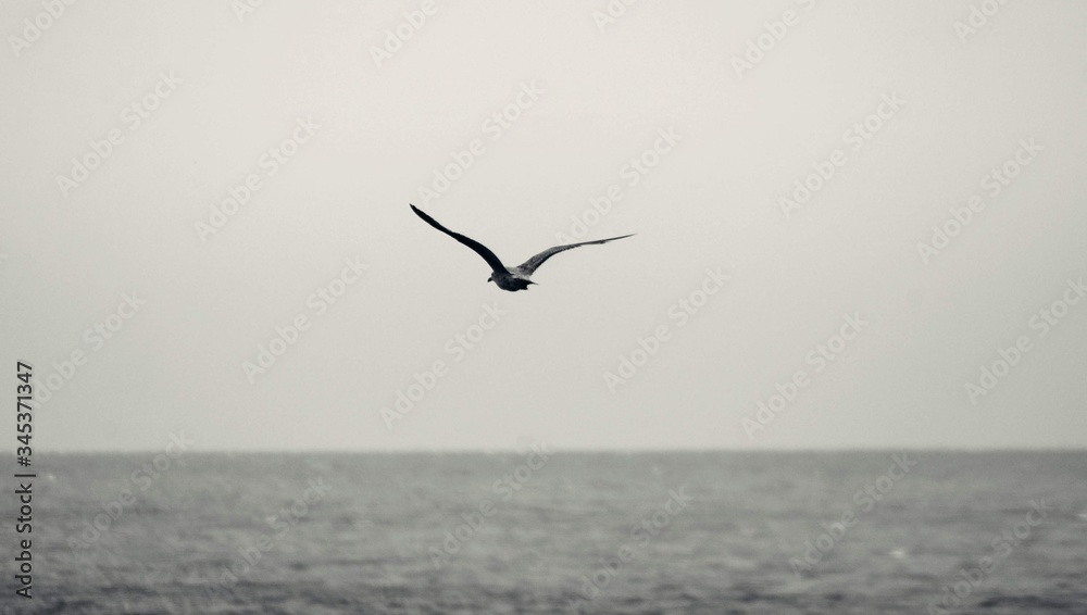 seagull flying in the sky over the ocean and lake seagull flying in the sky over the ocean and lake