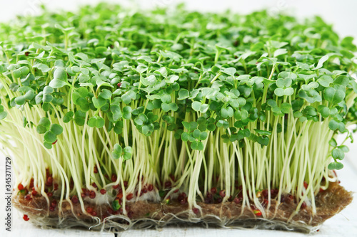 Close-up of microgreen broccoli growing on a linen mat