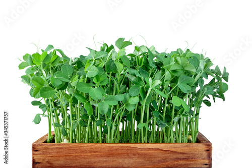 Microgreen peas in wooden box . Concept of home gardening and growing greenery indoors