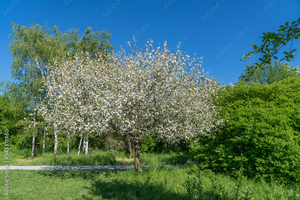 Obraz premium Apfelbaum