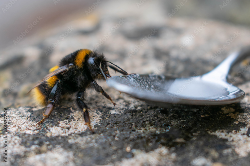 Save the bees - a bumble bee drinking from a teaspoon of sugar and water to help revive him Save the bees - a bumble bee drinking from a teaspoon of sugar and water to help revive him