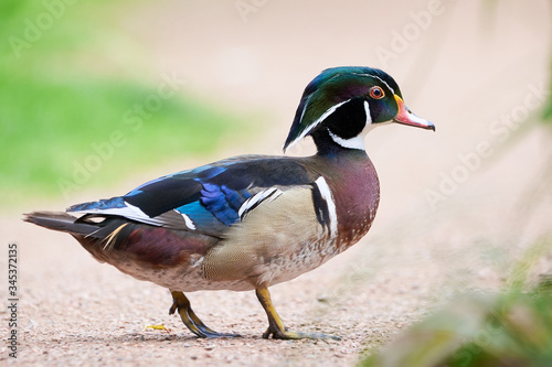 Wood duck or Carolina duck (Aix sponsa)