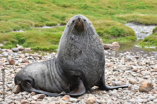 Canvas Print Antarctic fur seal at Fortuna Bay, South Georgia Island