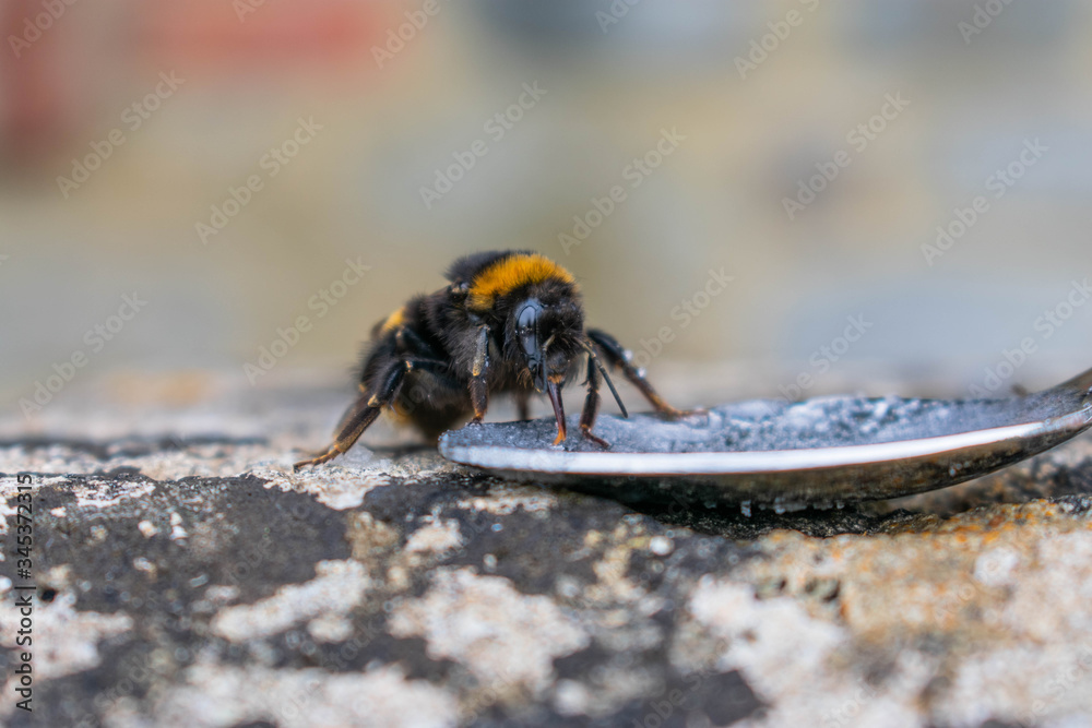 A front view of a bumble bee drinking sugar syrup from a teaspoon A front view of a bumble bee drinking sugar syrup from a teaspoon