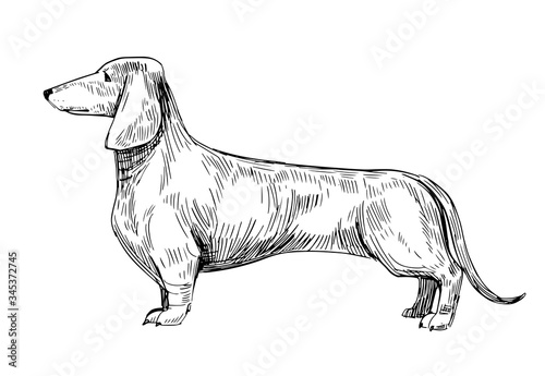 Sketch of dachshund. Black vector outline on transparent background