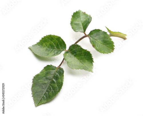Rose leaves on stem isolated on white background