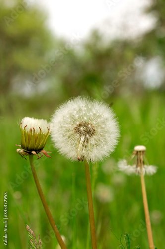 Dandelions in a field with seeds  green grass in the distance. Close-up.