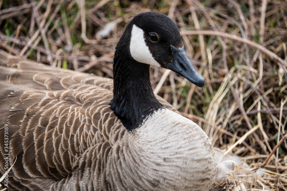 Female Canada goose sitting on her nest, incubating eggs. Female Canada goose sitting on her nest, incubating eggs.