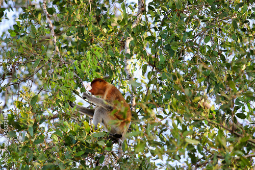proboscis monkey (Nasalis larvatus) - Borneo Malaysia Asia    © Christian
