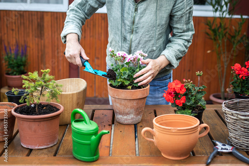 Florist planting geranium flower into terracotta pot on wooden table. Woman using gardening equipment during agricultural activity