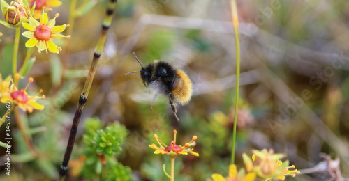 Bombus ruderarius, commonly known as the red shanked carder bee