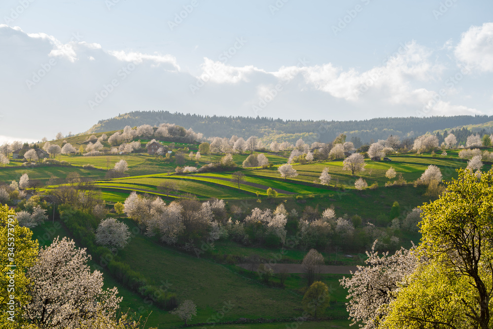 Beautiful spring view to the fields and meadows. Blooming cherries. Slovakia nature. Hrinova, Europe. 