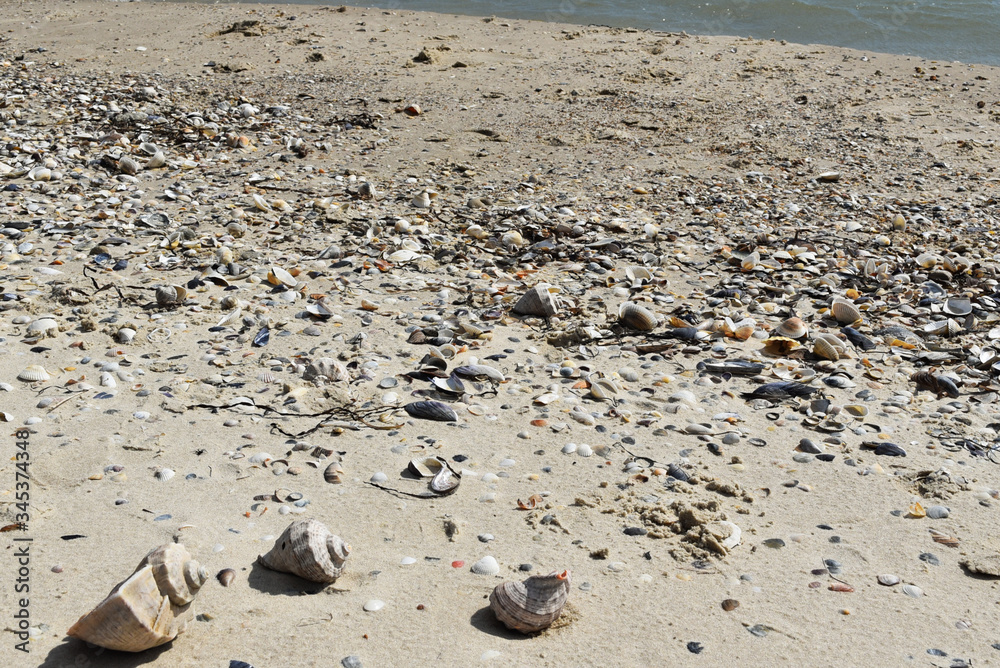 Set of different seashells on the seashore. The beach of the black sea. Ukraine. Set of different seashells on the seashore. The beach of the black sea. Ukraine.