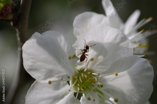 Fleur de cerisier avec fourmis