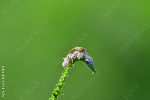 Insect sex on flowers