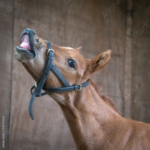New born Foal © Angela