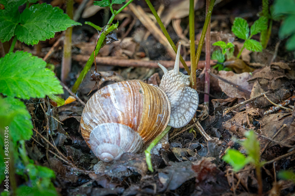 large Roman snail crawls across the damp forest floor large Roman snail crawls across the damp forest floor