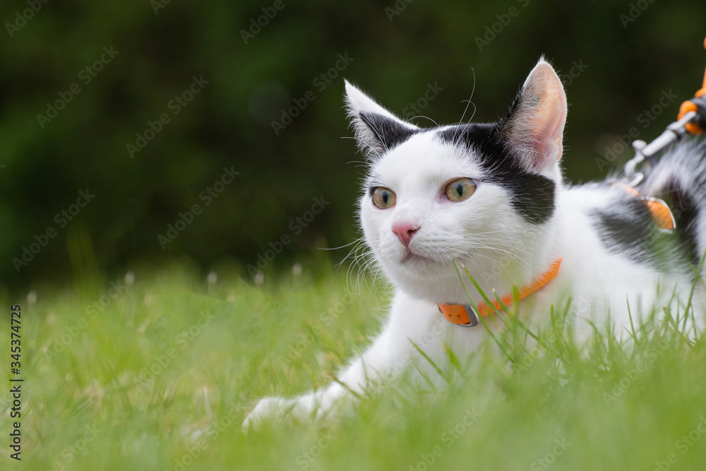 Junge schwarz weiße Katze im Grünen mit Leine und Geschirr Katzengeschirr