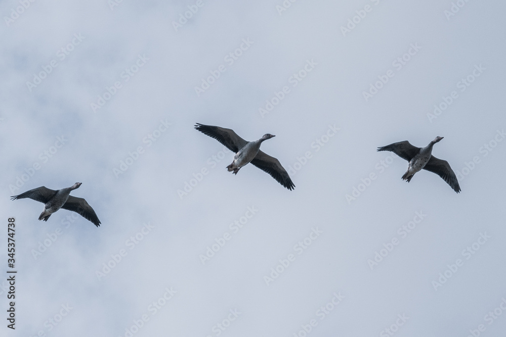 3 grey geese flying side by side in the blue sky