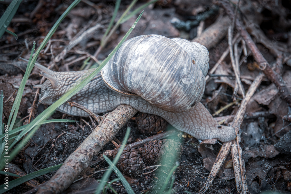 large Roman snail crawls across the damp forest floor large Roman snail crawls across the damp forest floor