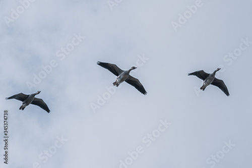 3 grey geese flying side by side in the blue sky © karegg