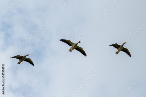 3 grey geese flying side by side in the blue sky