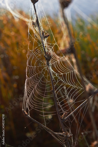 Cobweb in the dew at dawn