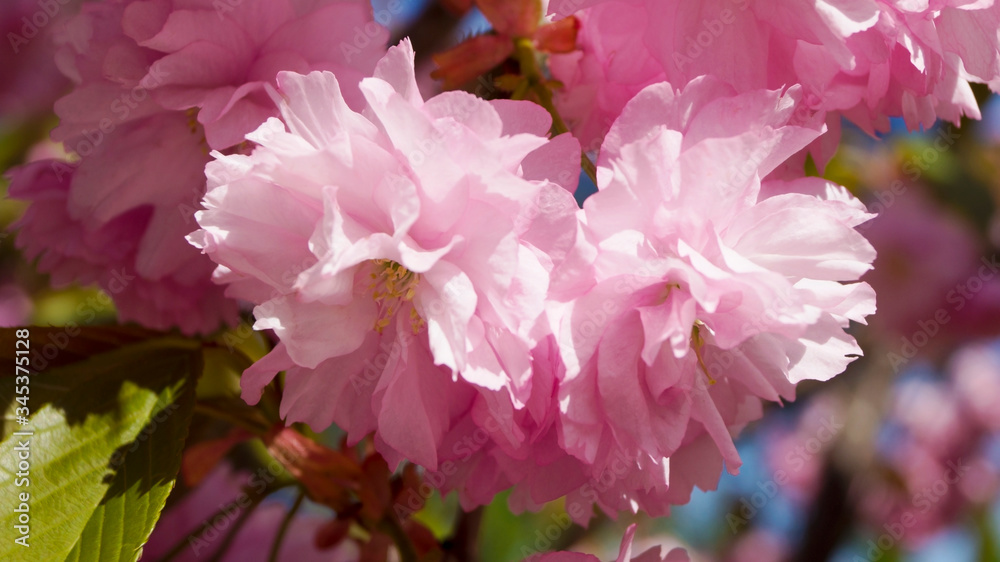 Fototapeta premium beautiful spring pink flower on a tree