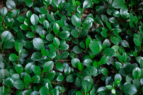 dark background of small dense green leaves © Natalia
