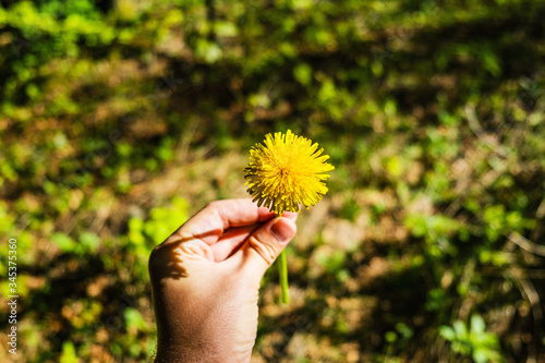 Male hand holding a yellow dandelion flower on green blurred background in nature in spring